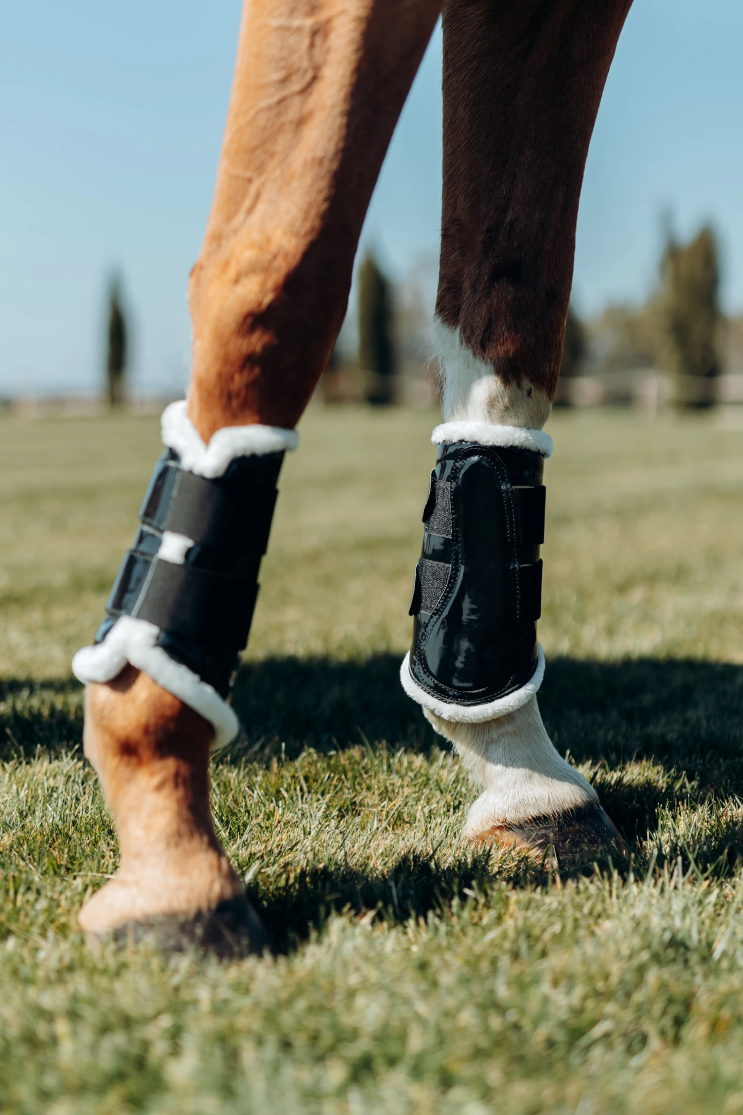 Horze Glänzende Gamaschen – Bild 6