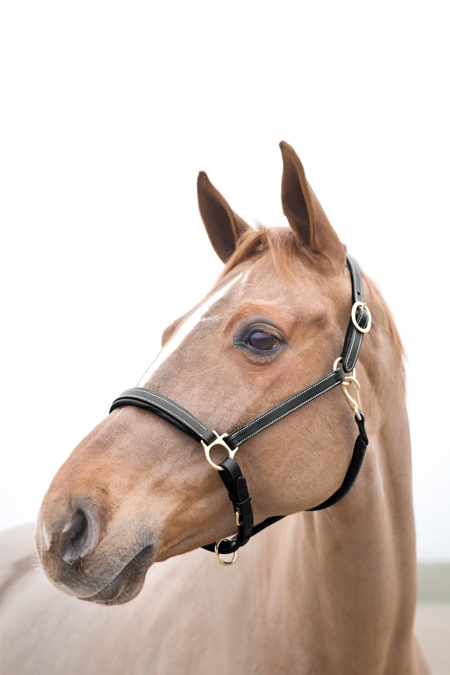 Horze Largo Lederhalfter – Bild 2