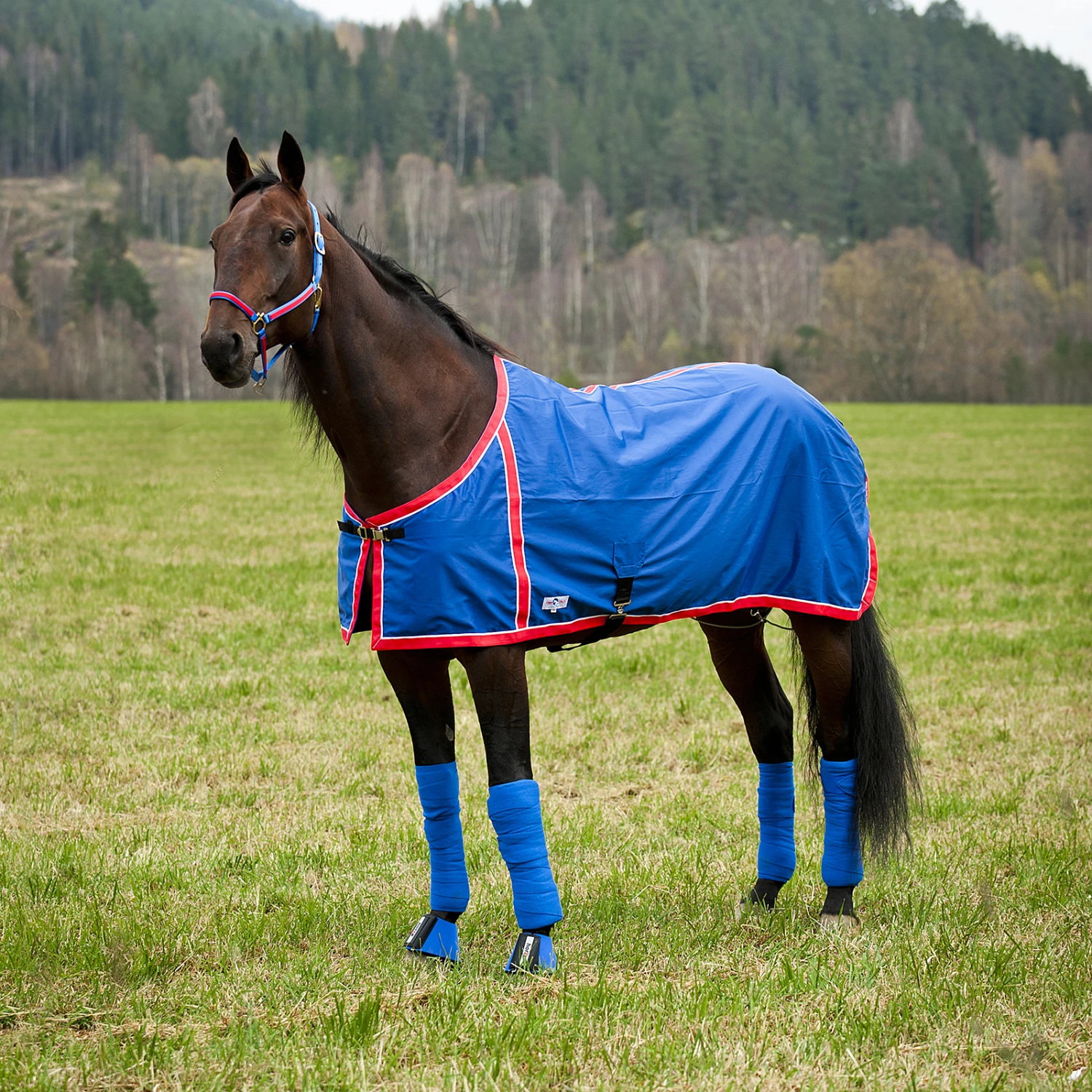 FT Sommerdecke, Enstex – Bild 13