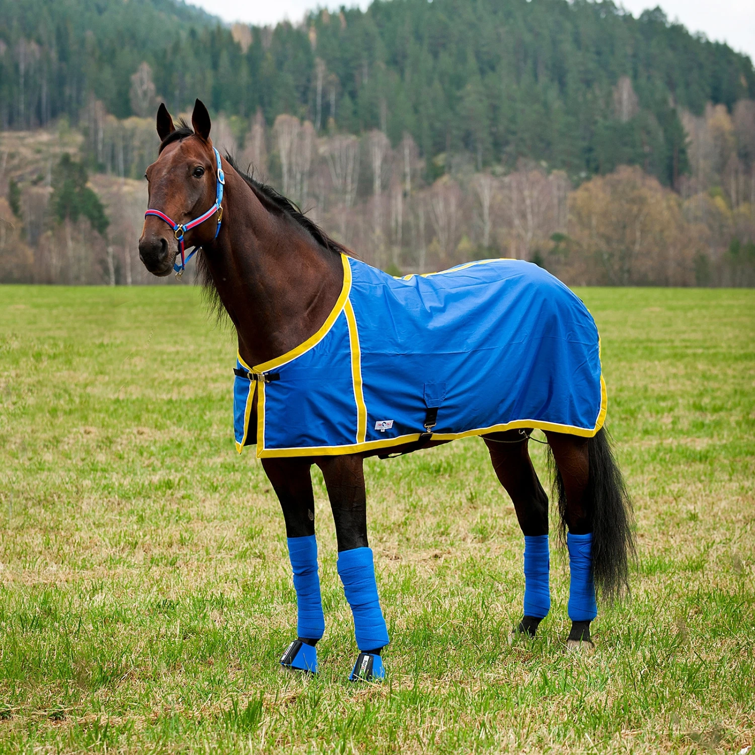 FT Sommerdecke, Enstex – Bild 15