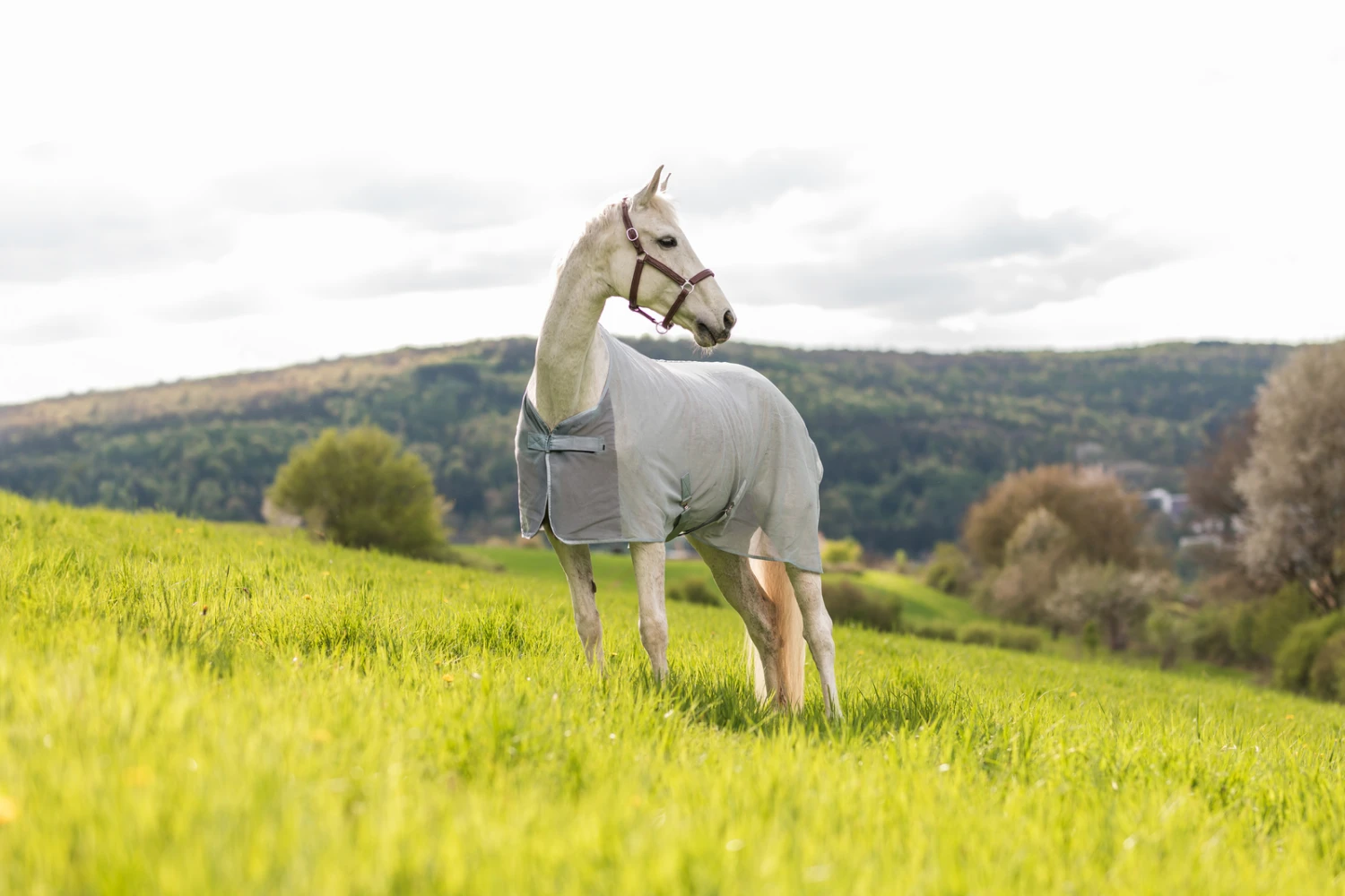 Horze Orleans Fliegendecke – Bild 10