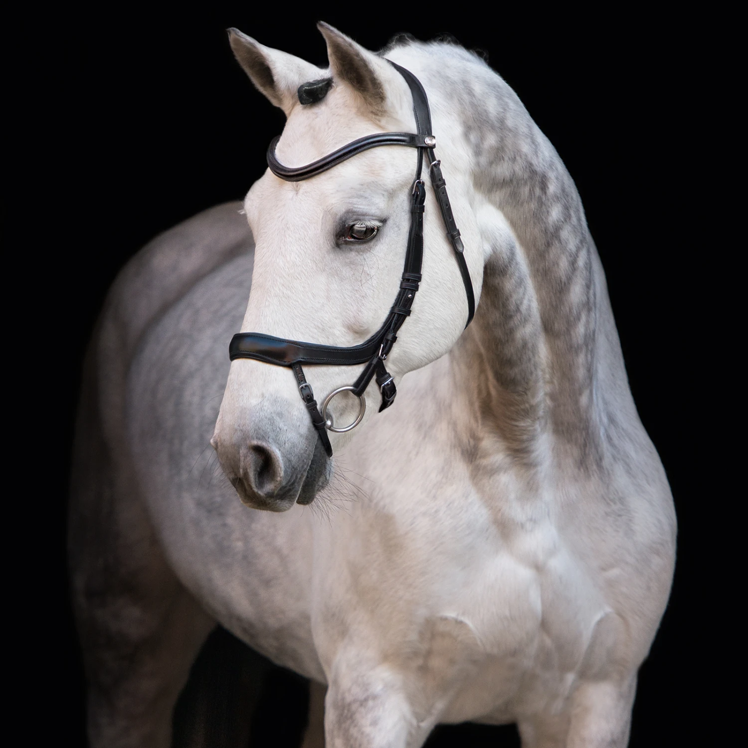 Schockemöhle Equitus Alpha Trense – Bild 2