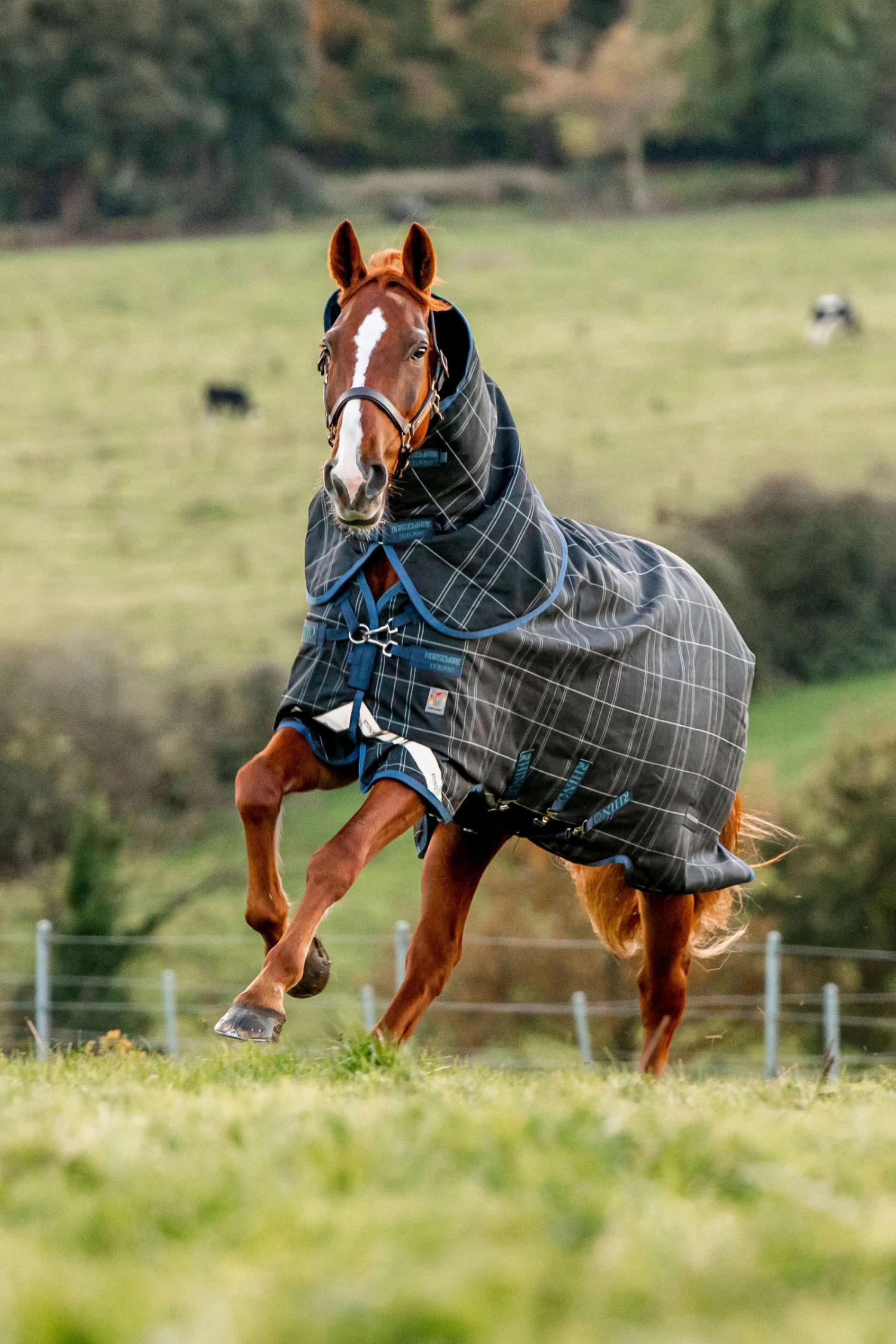 Horseware Rhino Reflectech Plus Vari-Layer Weidedecke Inkl. Abnehmbarem Halsteil, 250g – Bild 2