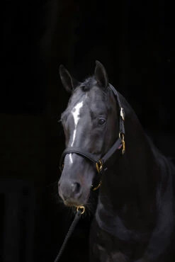 Covalliero TopLine Halfter