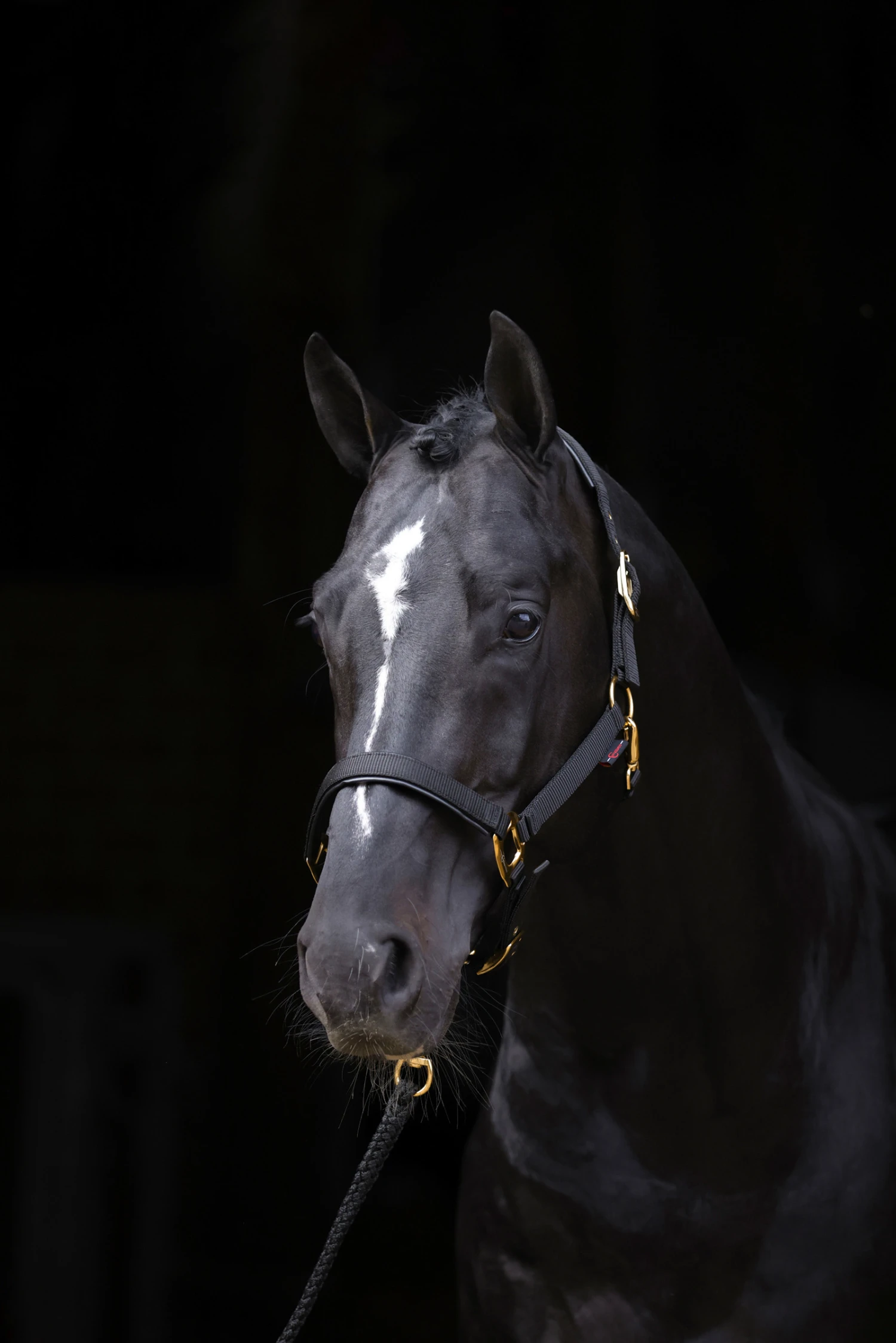 Covalliero TopLine Halfter