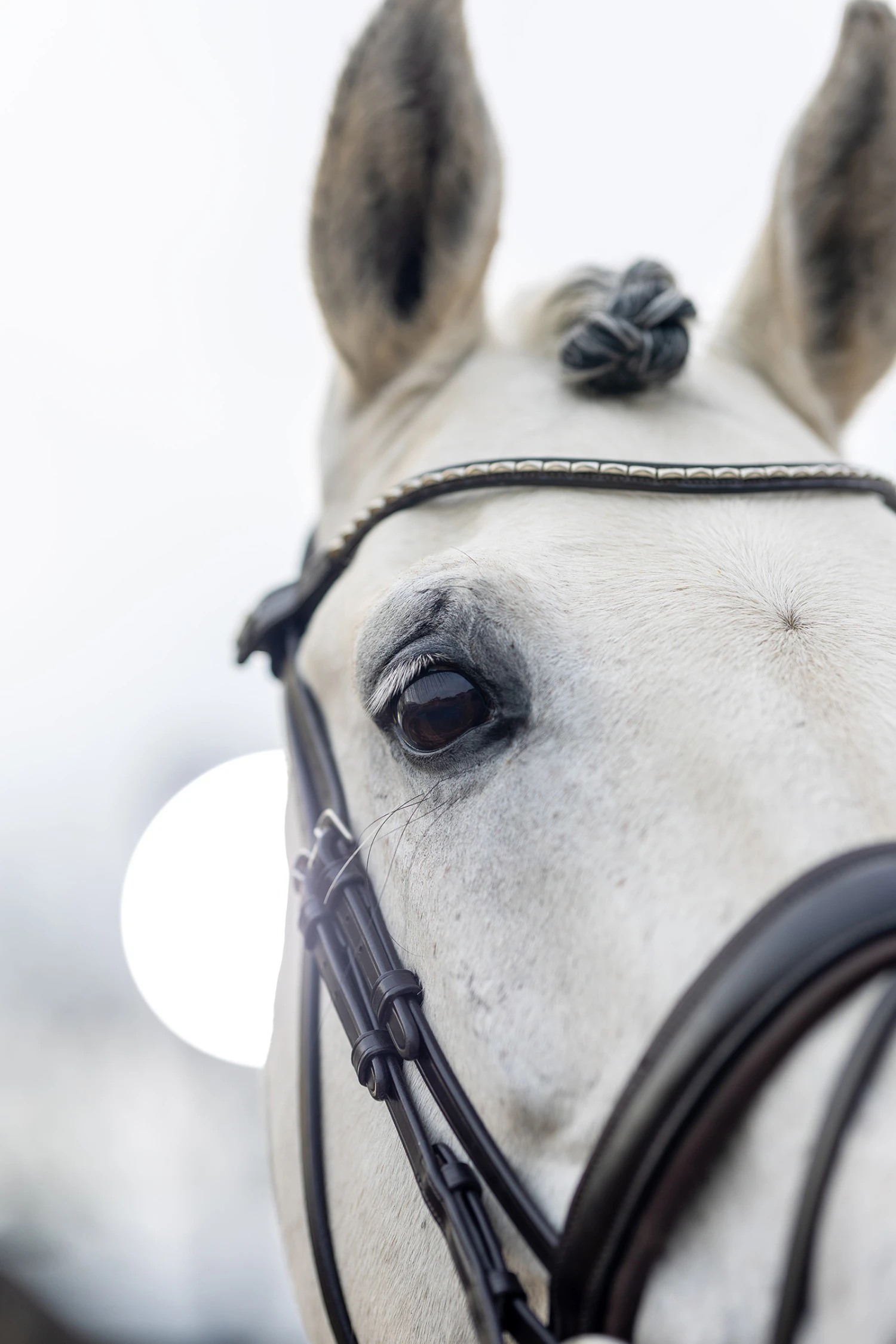 LeMieux Classic Dressurtrense – Bild 8